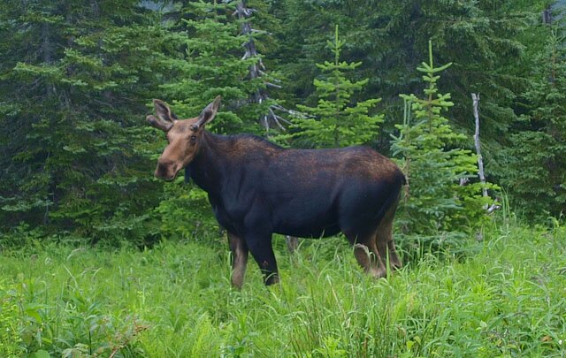 Observation animalière